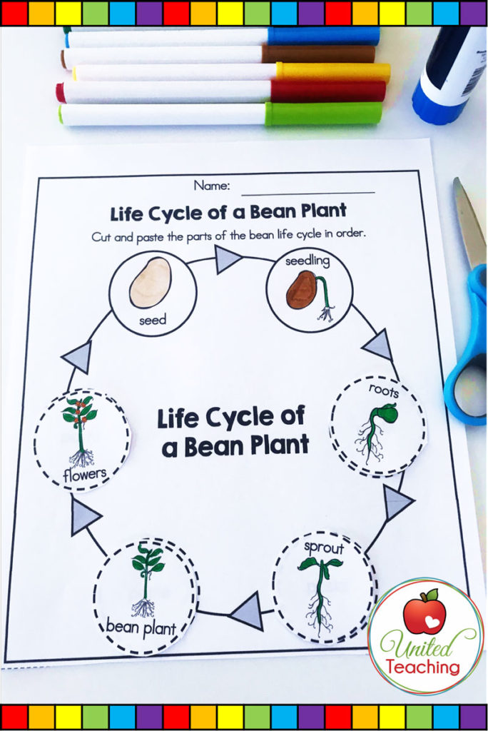 Jack and the Beanstalk fairy tale lifecycle of a bean plant no prep science activity.