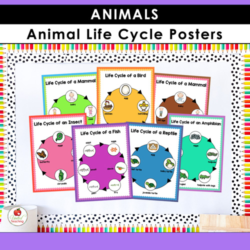 Animal Habitats Classification and Life Cycle Activities - Image 9