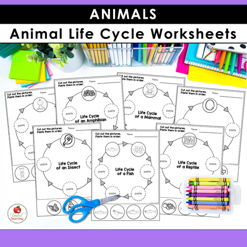 Animal Habitats Classification and Life Cycle Activities - Image 10