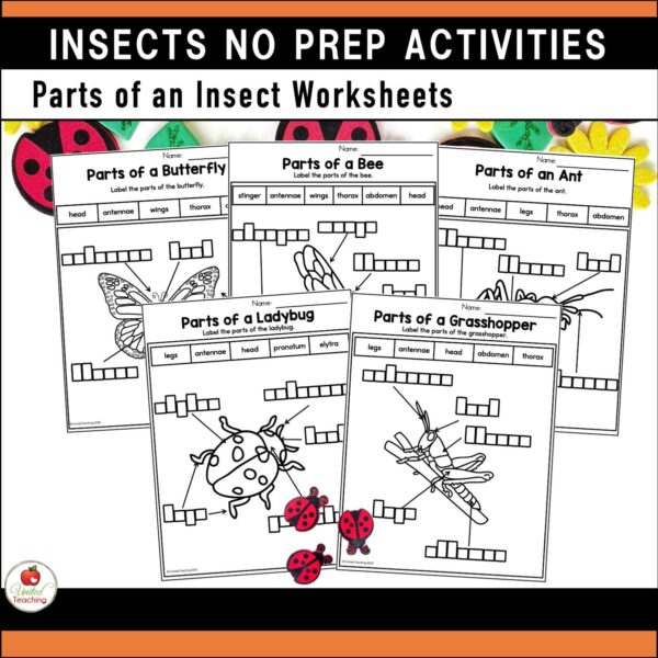 Insects and Bugs No prep Activities Parts of an Insect Worksheets