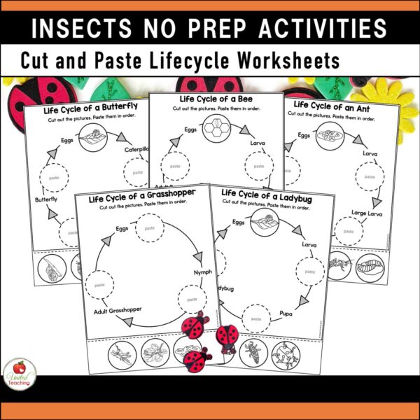 Insects and Bugs No prep Activities Lifecycle of an Insect Worksheets