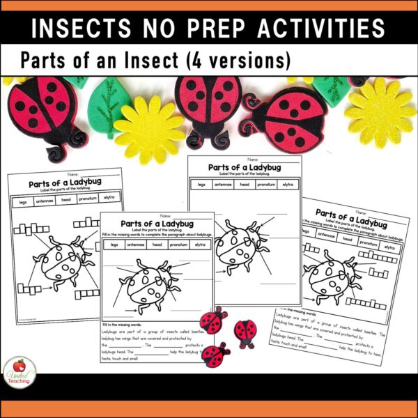 Insects and Bugs No prep Activities Parts of an Insect Worksheet Versions