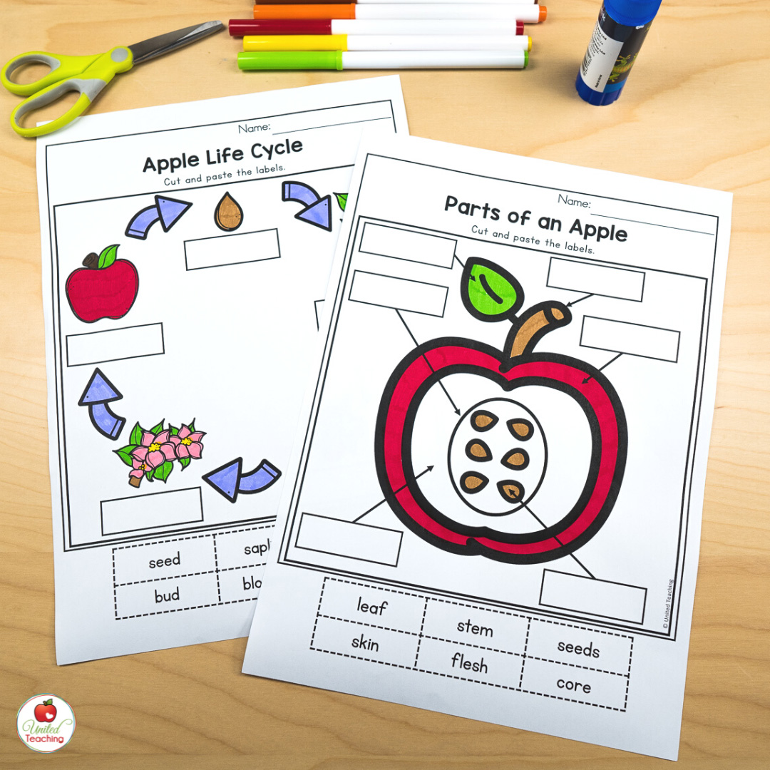 Parts of an apple and apple lifecycle worksheets