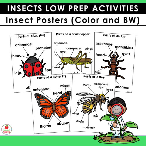 Parts of an Insect Posters