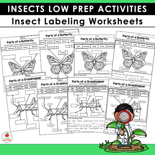 Parts of an Insect Labeling Worksheets