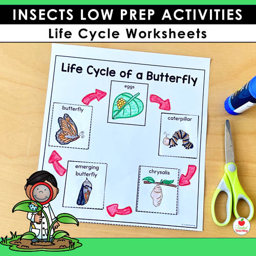 Lifecycle of a Butterfly worksheet