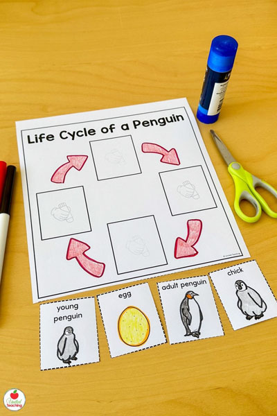 Life Cycle of a Penguin Cut and Paste worksheet