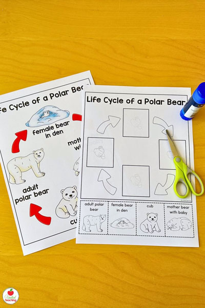 Life Cycle of a Polar Bear Poster and Cut and Paste Worksheet