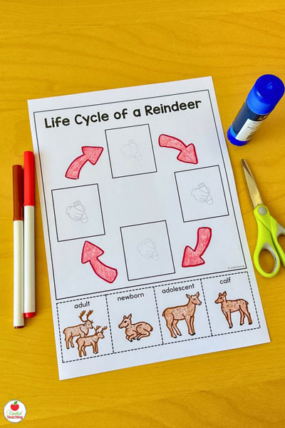 Life Cycle of a Reindeer cut and paste worksheets