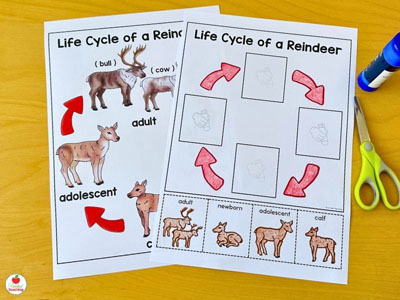Lif Cycle of a reindeer poster and cut and paste worksheet