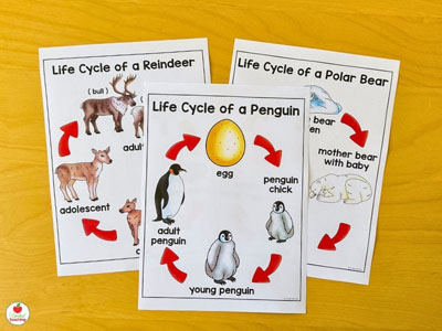 Life Cycles of Polar Animals Posters