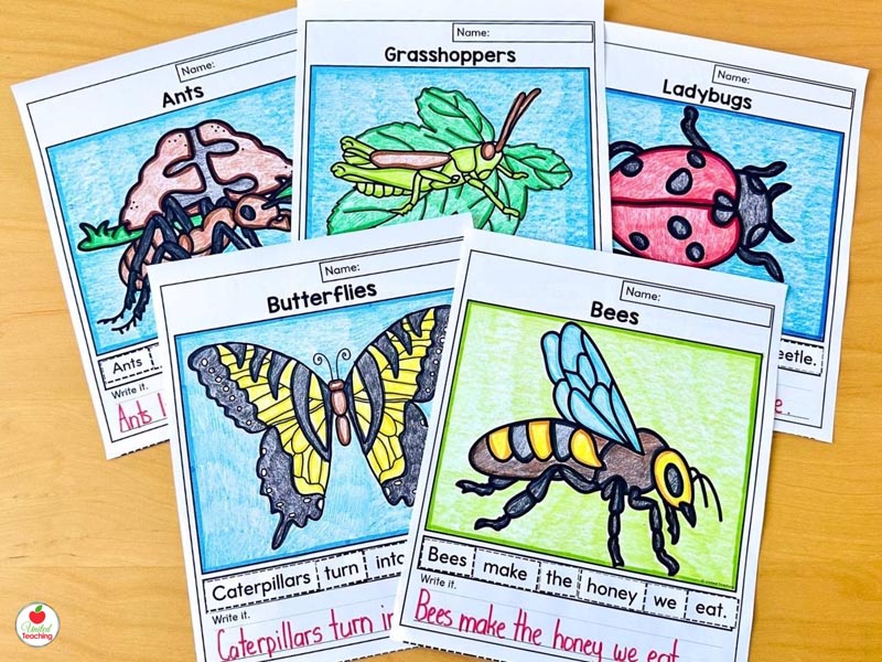 Insect Scrambled Sentences Worksheets for Bees, Butterflies, Ladybugs, Ants, and Grasshoppers