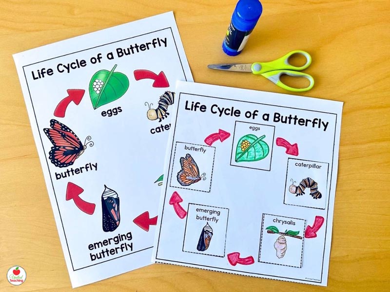 Life Cycle of a Butterfly Poster and Insect Worksheet