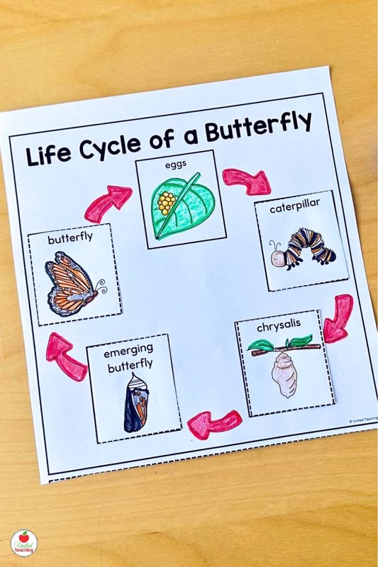 Life Cycle of a Butterfly cut and paste worksheet