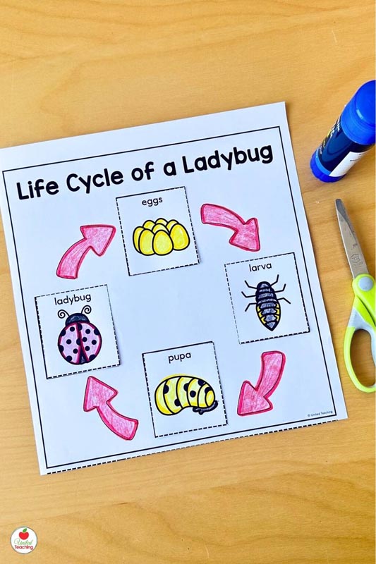 Life Cycle of a Ladybug Cut and Paste Worksheet