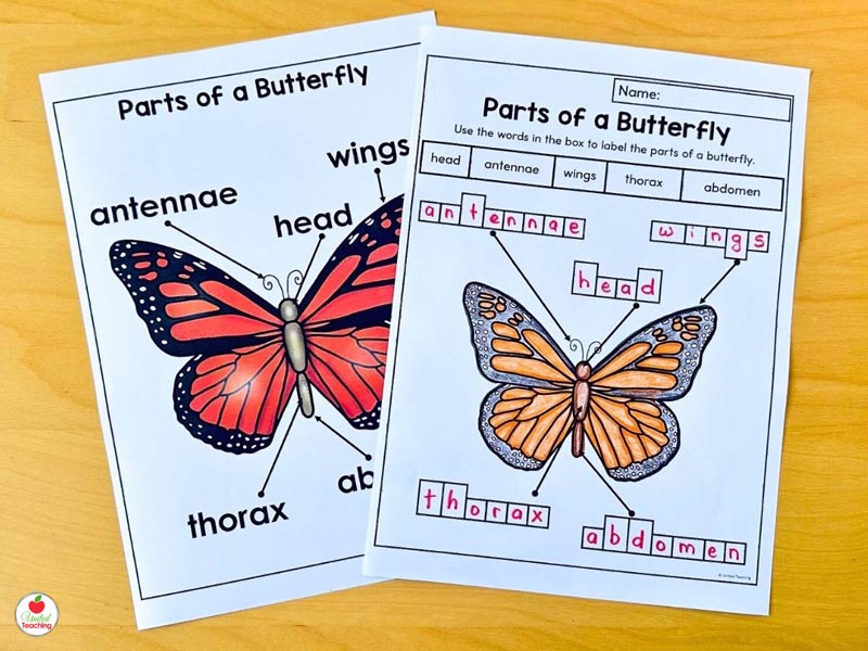 Parts of a Butterfly Poster and Labeling Worksheet